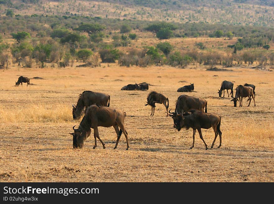 Kenya s Maasai Mara Animal Migration