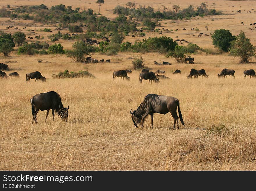 Kenya s Maasai Mara Animal Migration