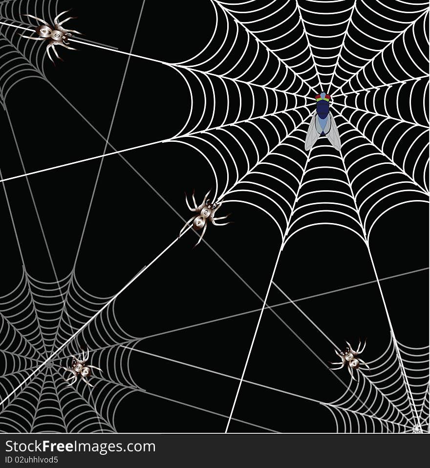 Spider and a web