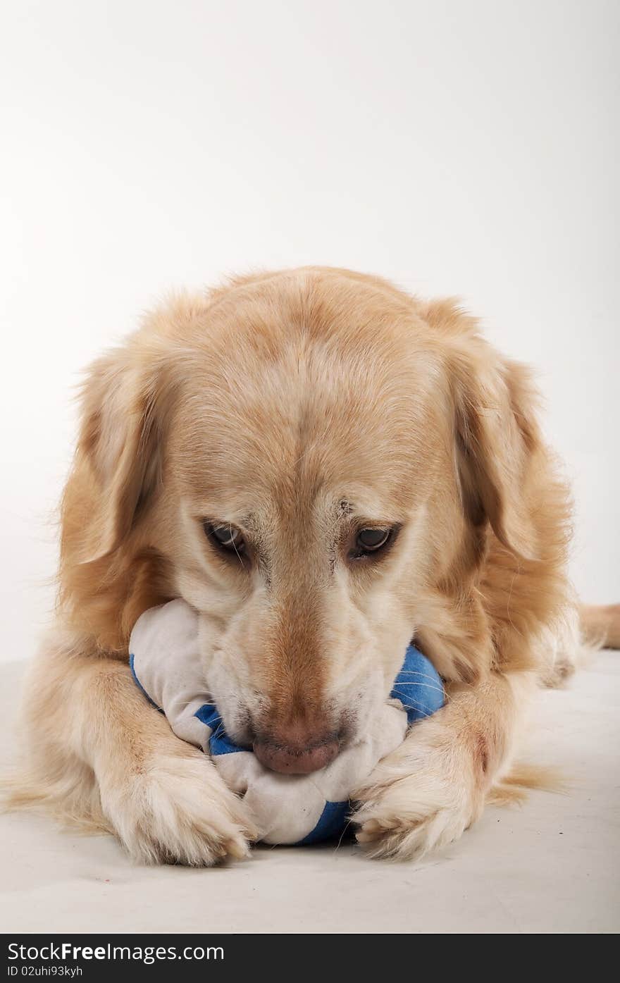 Dog chewing on his stuffed toyball. Dog chewing on his stuffed toyball