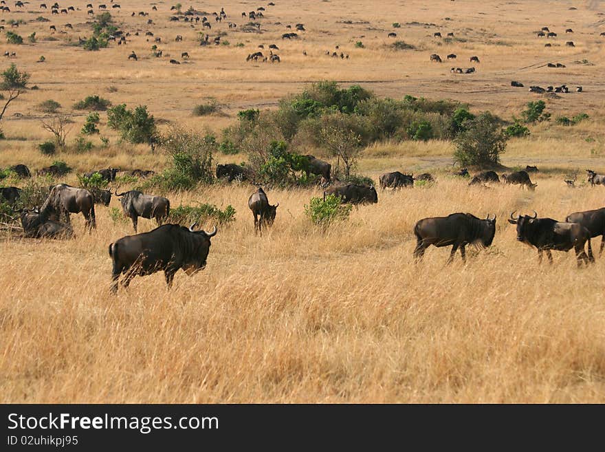 Kenya s Maasai Mara Animal Migration