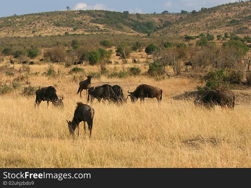 Kenya s Maasai Mara Animal Migration