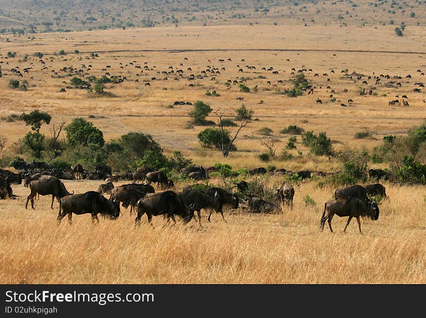 Kenya s Maasai Mara Animal Migration