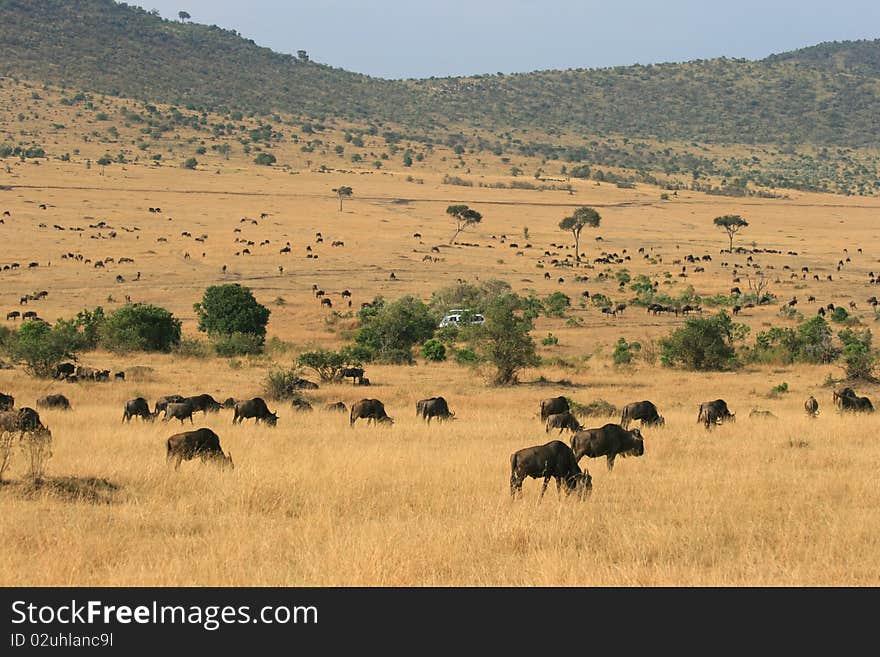 Kenya s Maasai Mara Animal Migration