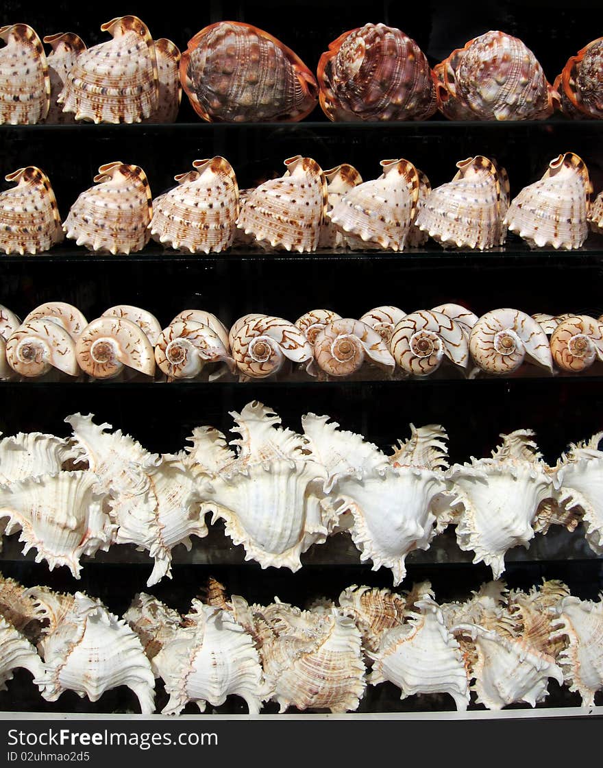 Background with set of seashells