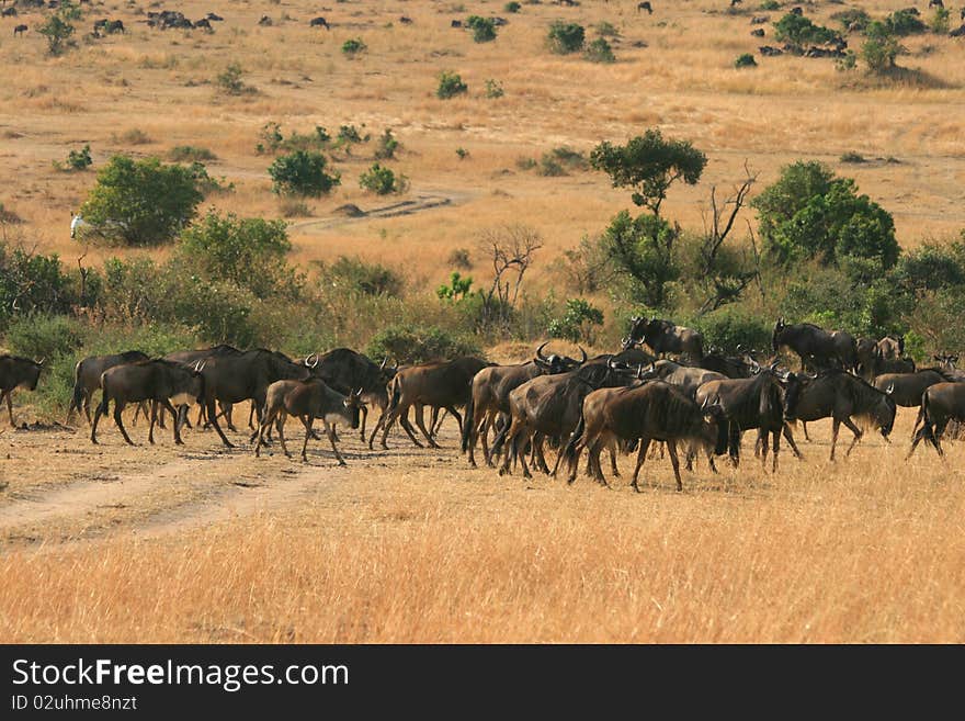 Kenya s Maasai Mara Animal Migration