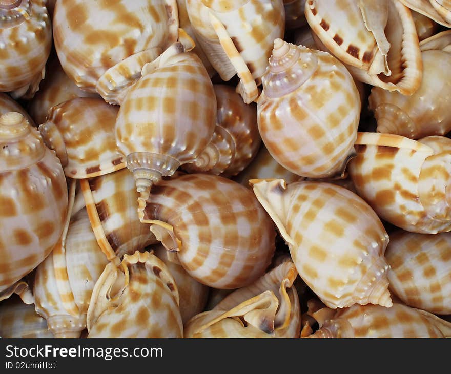 The background with set of seashells