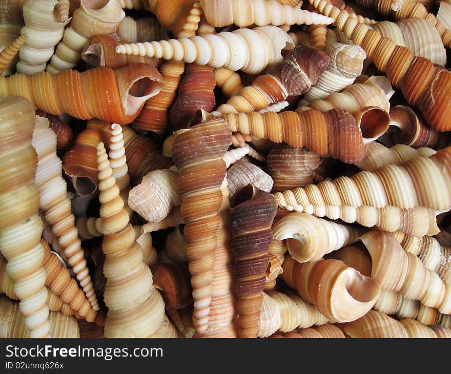 Background with set of seashells