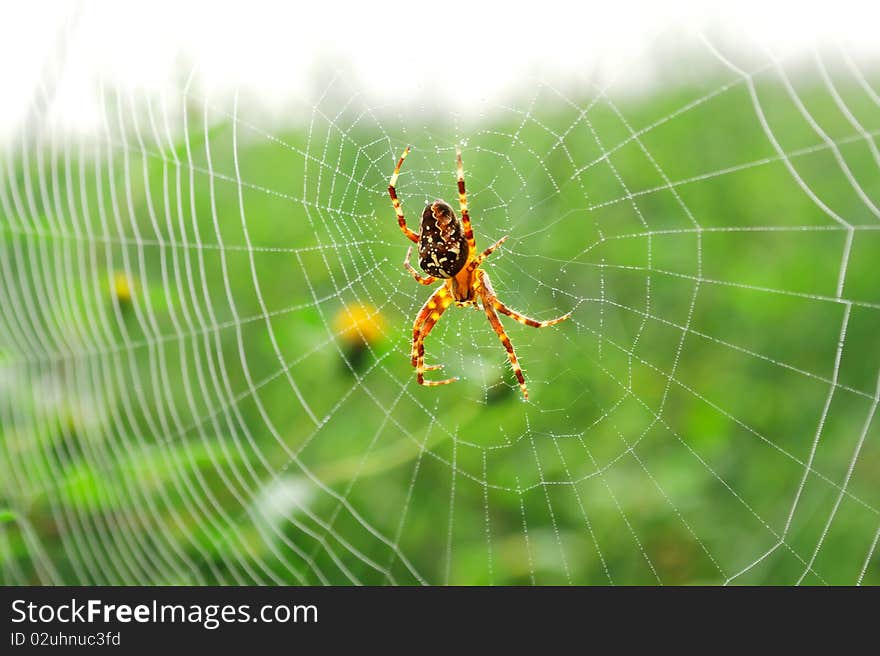 Cross spider in his web with water drops in the morning. Cross spider in his web with water drops in the morning