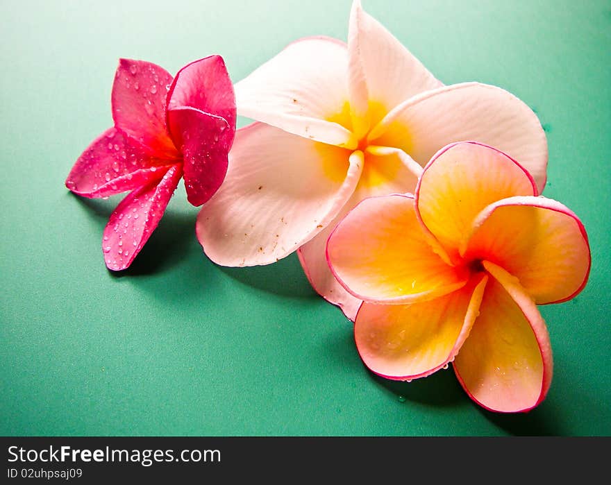 Plumeria flowers