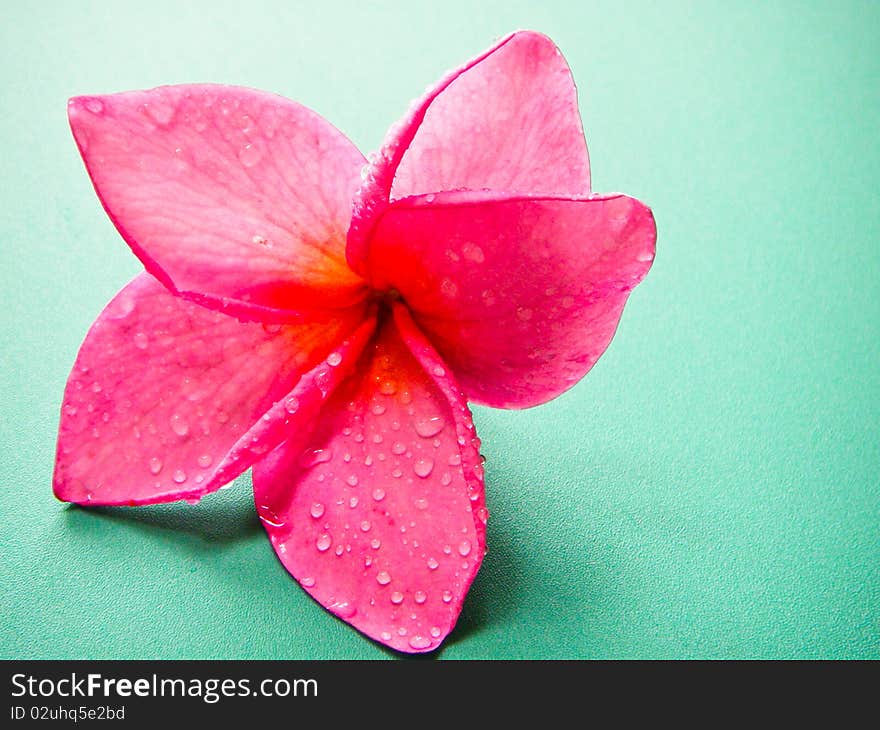 Flower Plumeria Mixed variety of colored species. Flower Plumeria Mixed variety of colored species