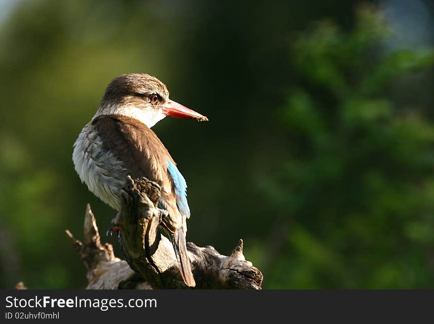 Kingfisher bird against green background of trees. Kingfisher bird against green background of trees