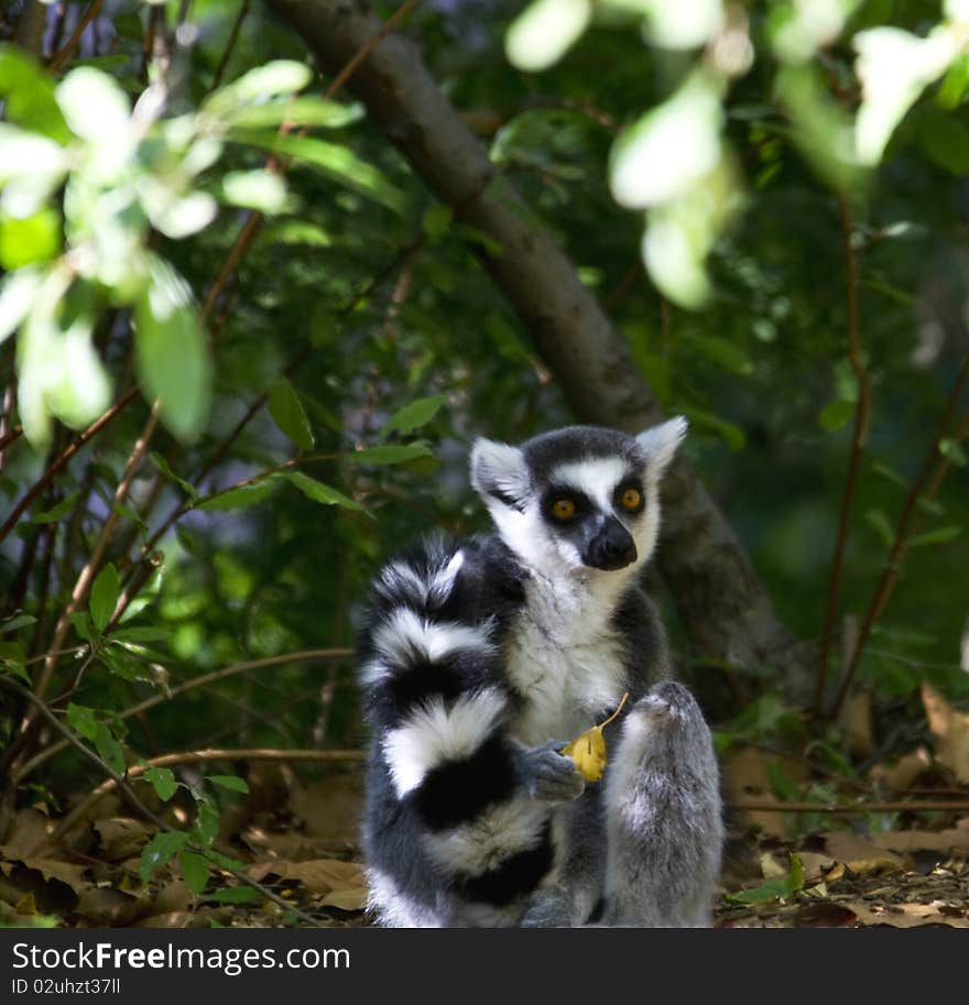 Pensive, large golden eyes of lemur match well to the golden autumn leaf held in his gray, furred hand;. Pensive, large golden eyes of lemur match well to the golden autumn leaf held in his gray, furred hand;