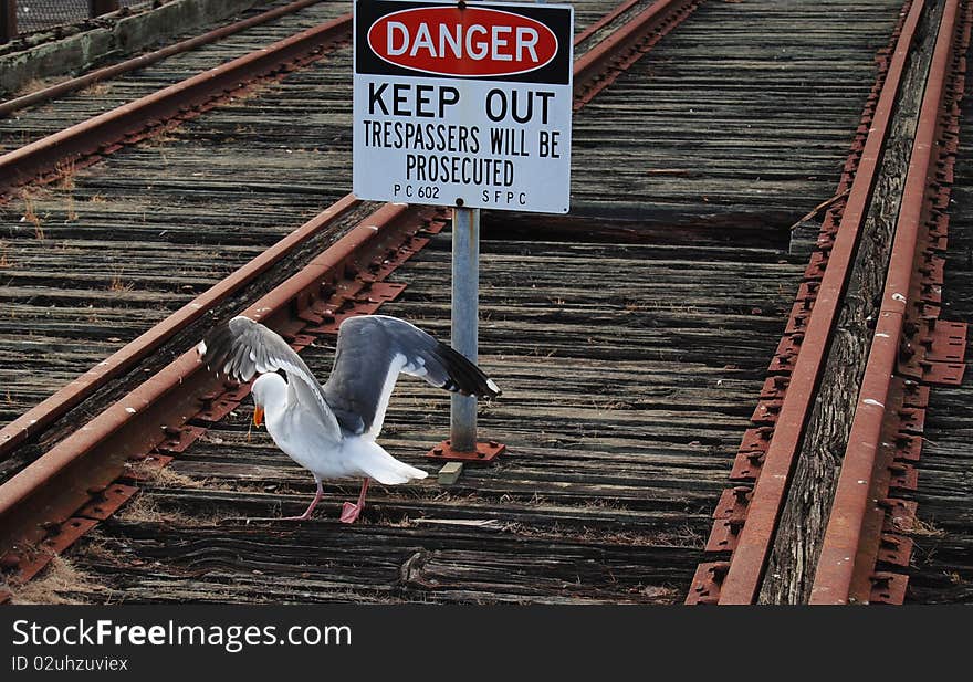 Do not walk on the railway track! Seagull in danger, keep out. Do not walk on the railway track! Seagull in danger, keep out.