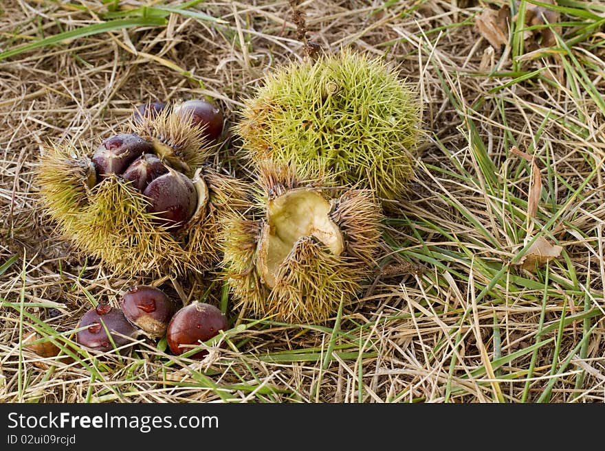 Chestnuts and spiny burrs, closed and open, fall from a tree after an autumn rain. Fallen chestnuts are ready for harvest and roasting. Chestnuts are a tree nut, that ripen, usually with three nuts enclosed in each spiny green burr and lined in tan velvet. The nuts ripen, the round burrs open and fall to the ground at the time of early autumn frosts. Chestnuts and spiny burrs, closed and open, fall from a tree after an autumn rain. Fallen chestnuts are ready for harvest and roasting. Chestnuts are a tree nut, that ripen, usually with three nuts enclosed in each spiny green burr and lined in tan velvet. The nuts ripen, the round burrs open and fall to the ground at the time of early autumn frosts.