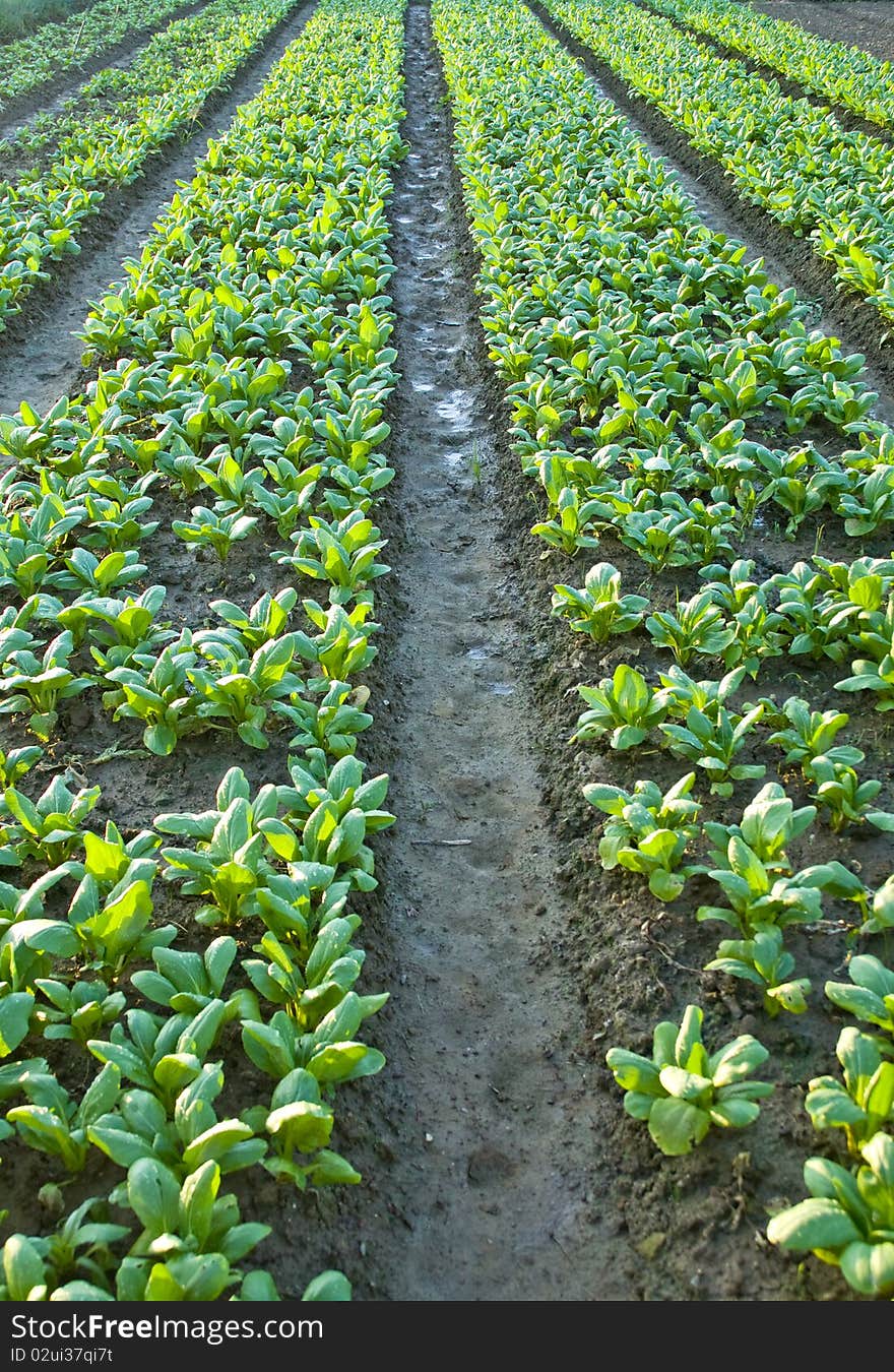 Chinese cabbage be planted on the ground