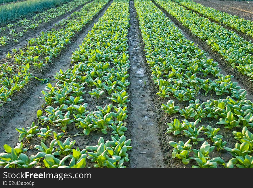 Chinese cabbage be planted on the ground