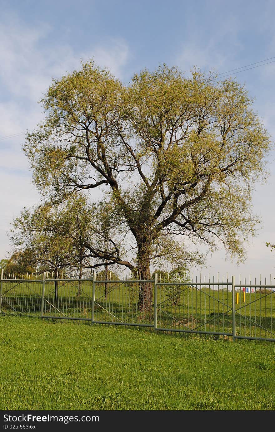 Lone tree near the road