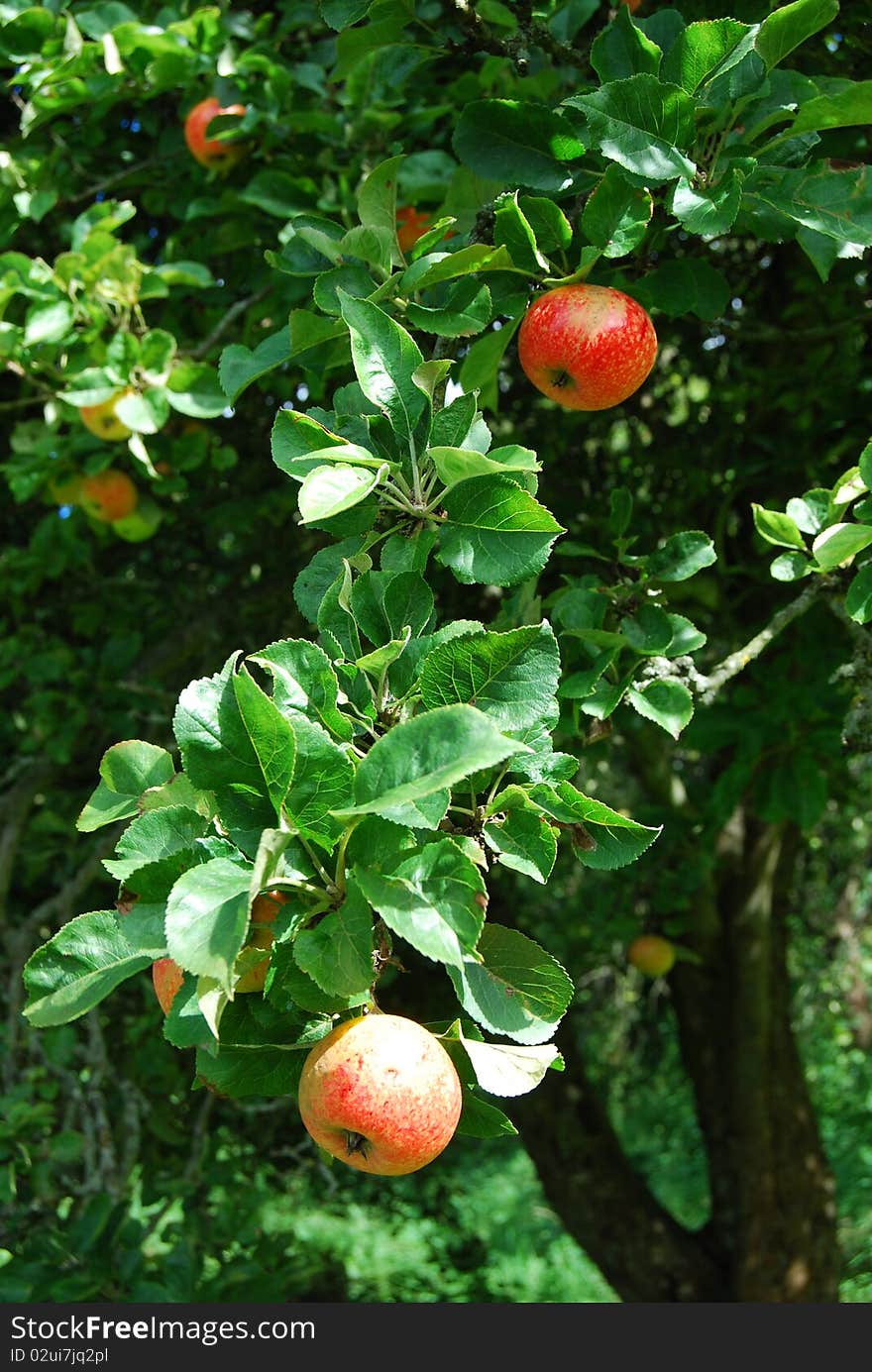 Juicy ripe red apples grow on a fruit tree in an orchard at inveresk Garden. Juicy ripe red apples grow on a fruit tree in an orchard at inveresk Garden