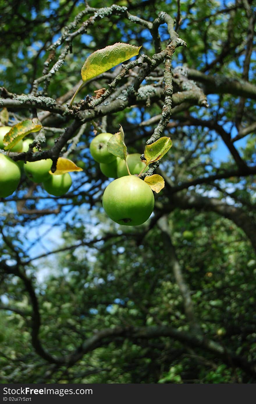 Ripe, juicy apples are ready for picking from this tree in a garden orchard. Ripe, juicy apples are ready for picking from this tree in a garden orchard