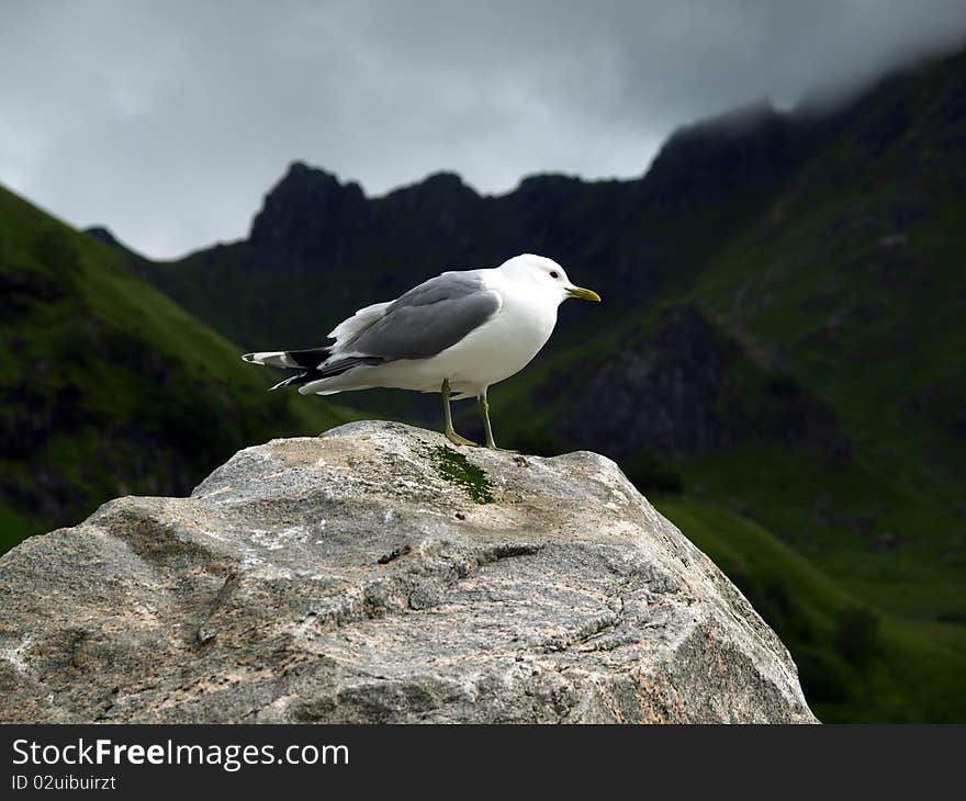 Seagull