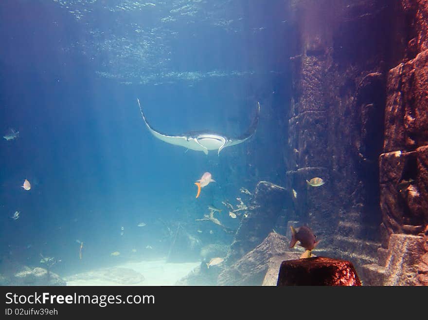 Manta-Ray swimming in tropical aquarium in Bahamas, Caribbean