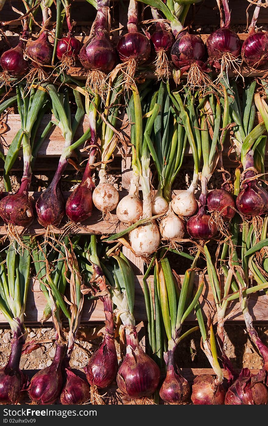 Drying onions