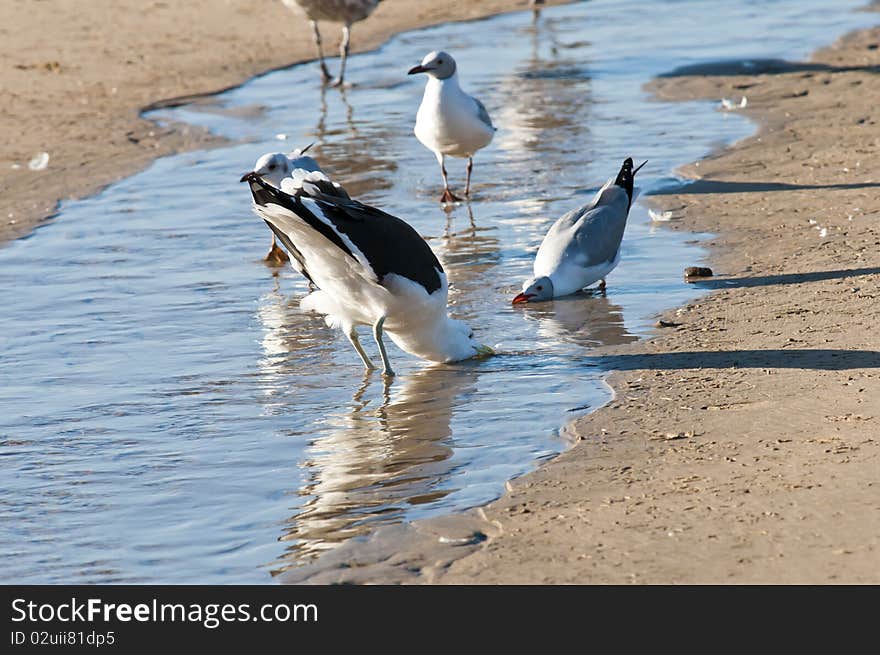 Various seagull species