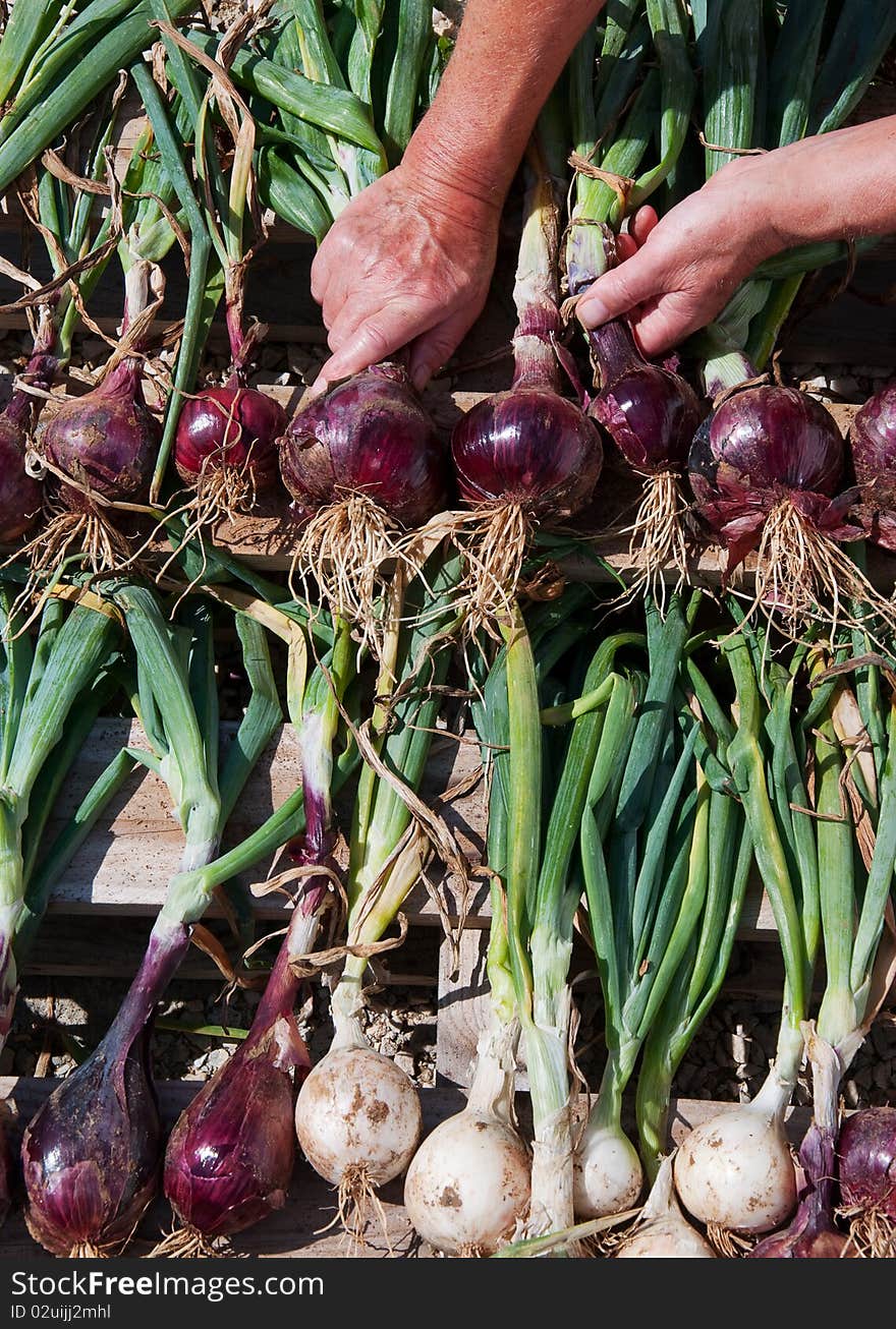 Drying onions 2