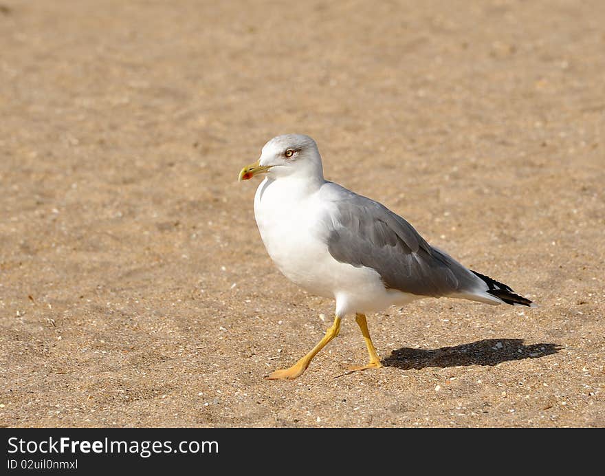 Seagull walking on the sand