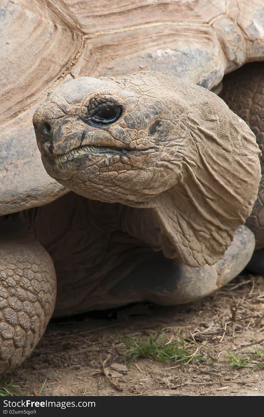 Image of large tortoise captured close-up.