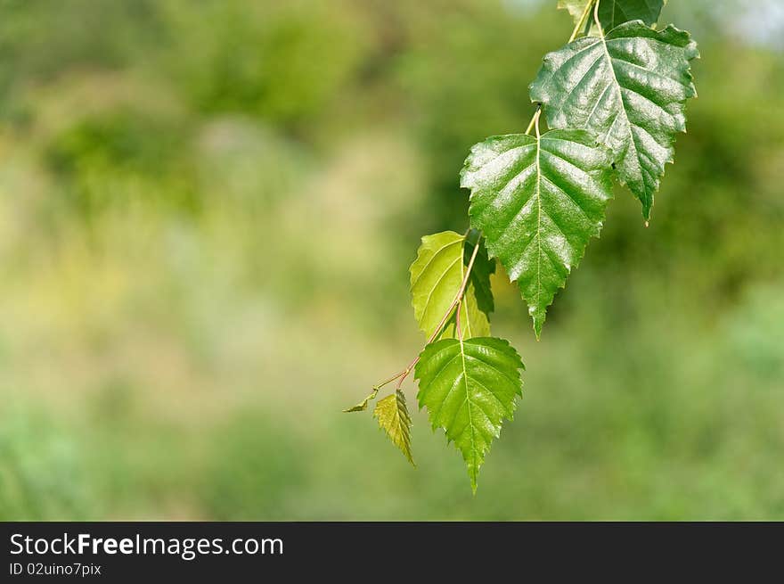 Summer leaves and soft defocused background. Summer leaves and soft defocused background.