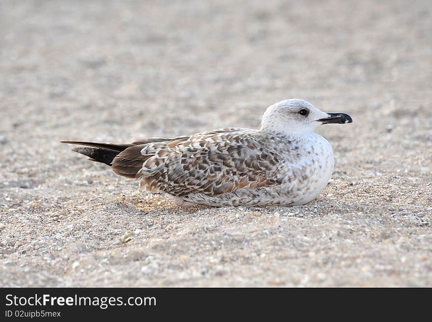 Seagull sitting on the sand