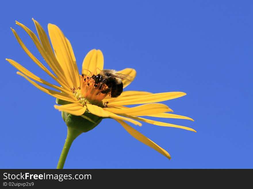 Yellow Bumble Bee (Bombus fervidus)