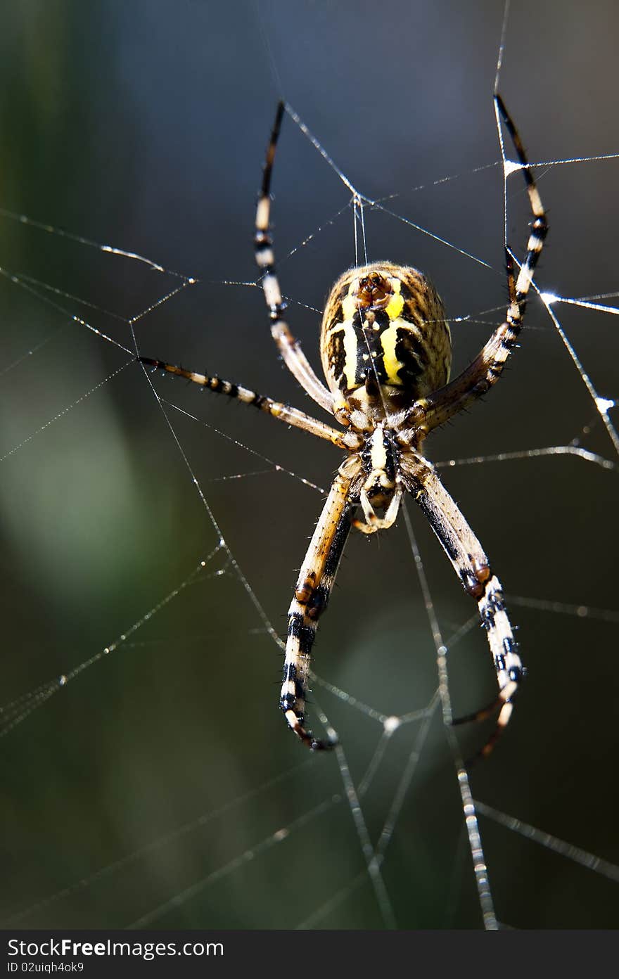 Garden Spider