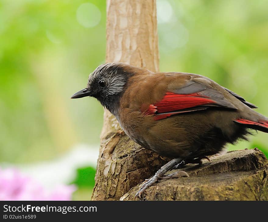 A Red-winged Laughingthrush perches on top of a tree stump.