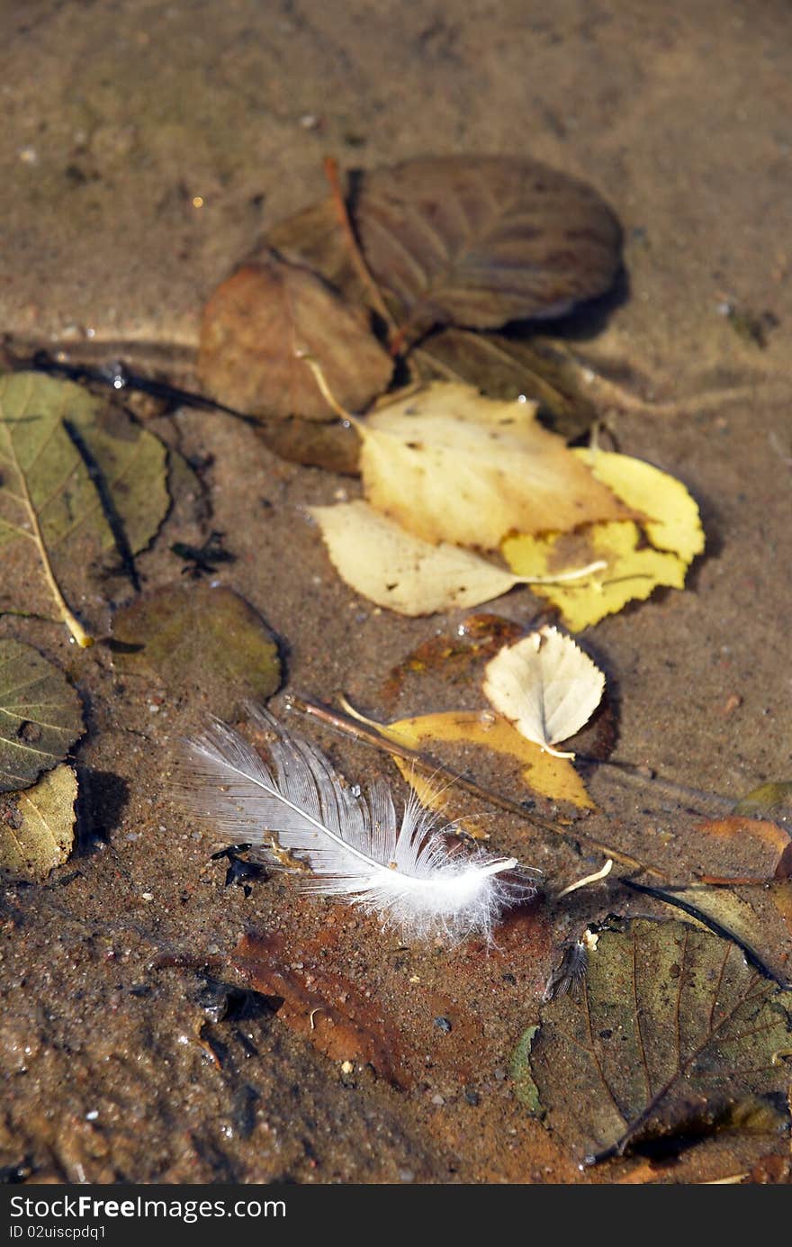 Bird feather and abscissed leaves ashore reservoir