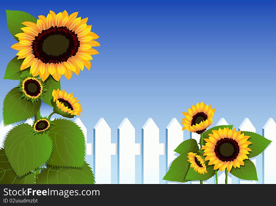 Sunflowers