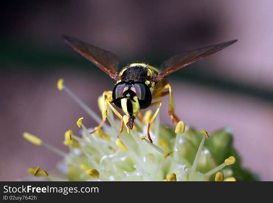 The fly sits on a flower of onions and collects pollen