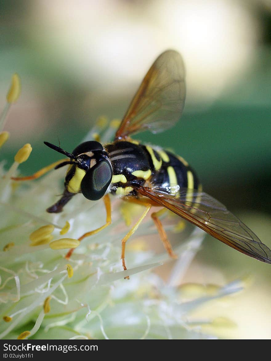 The fly sits on a flower of onions and collects pollen