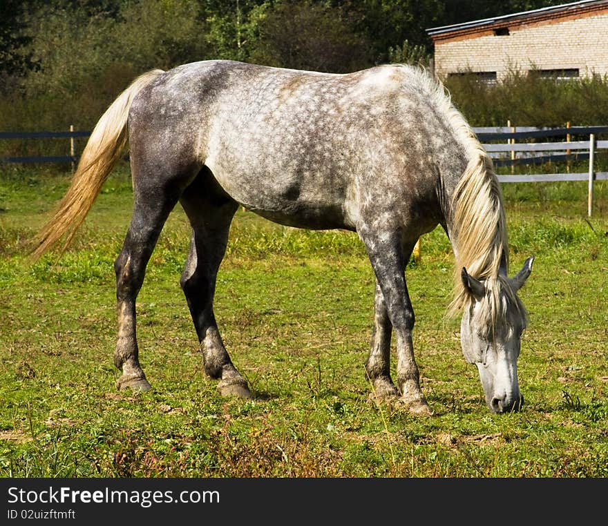 Grey horse