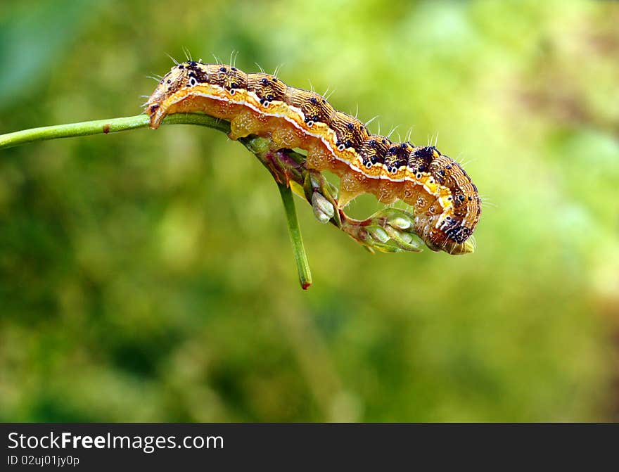 Caterpillar