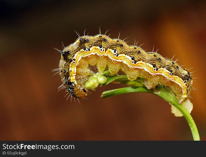 Caterpillar