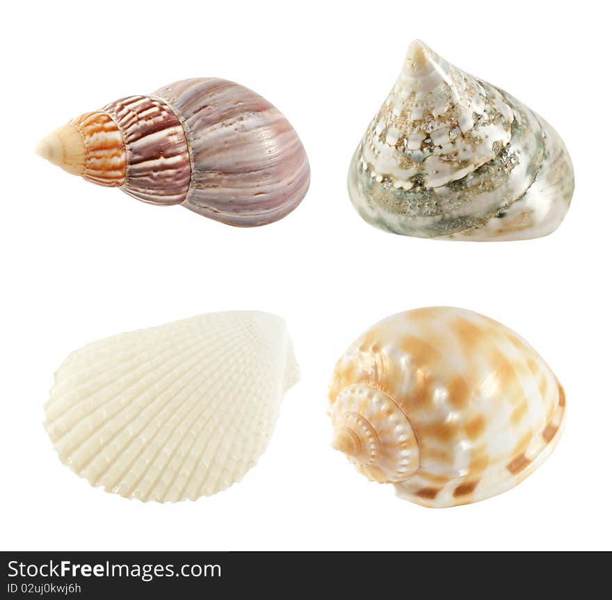 Collection of seashells isolated on white background