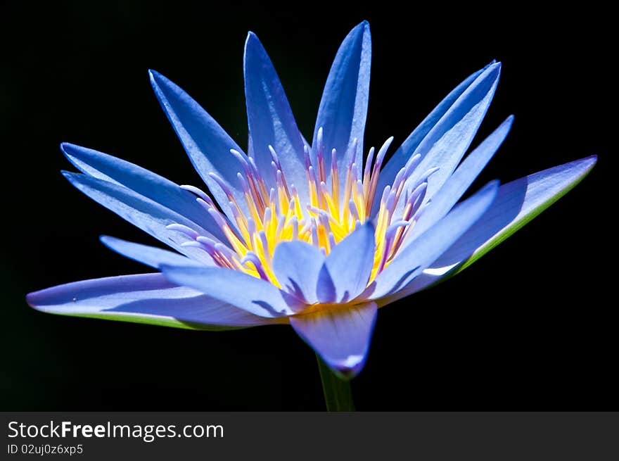 Purple Water Lily on blaclk background