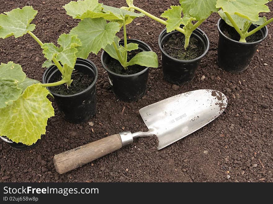 Vegetable Seedlings  Growing Pots