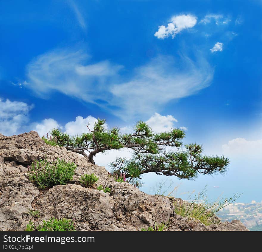 Fantastically beautiful tree, growing up in the mountains. Fantastically beautiful tree, growing up in the mountains