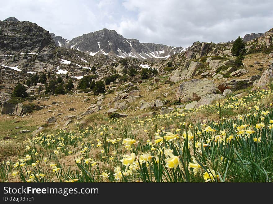 Daffodils Meadow