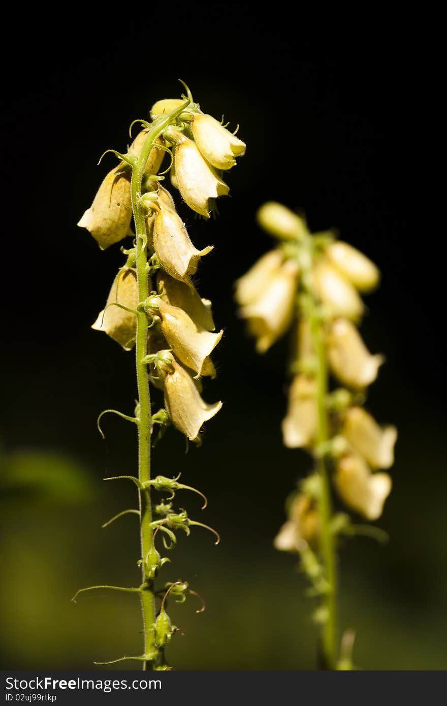 Selective focus image of the Yellow Foxglove. Selective focus image of the Yellow Foxglove