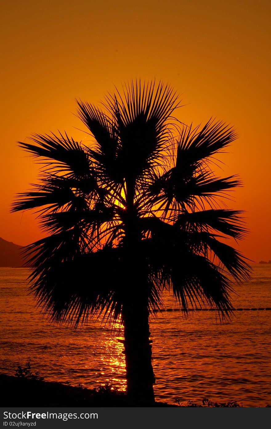 Sun Setting behind the palm tree